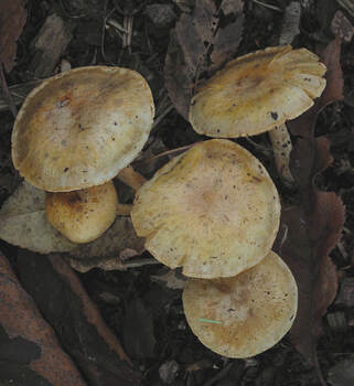 Pholiota spumosa (Slender Pholiota) 