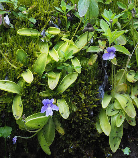 Pinguicula vulgaris var. macrocera, Common butterwort
