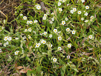 Plagiobothrys scouleri (Scouler's popcorn flower)
