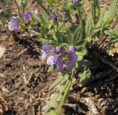 Polemonium californicum (Low Jacob's-ladder)