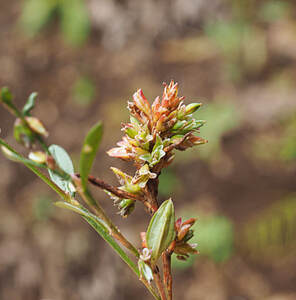 Polygonum douglasii (Douglas' knotweed) 