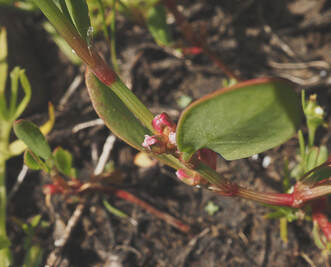 Polygonum erectum