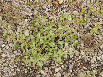 Polygonum fowleri ssp. fowleri