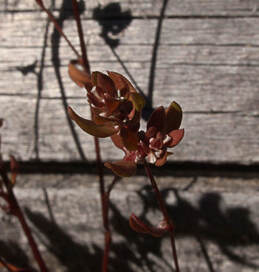 Polygonum nuttallii