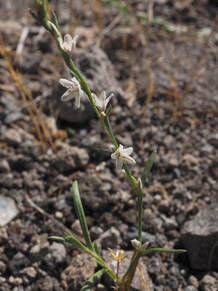 Polygonum sawatchense ssp. sawatchense