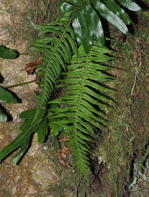 Polypodium glycyrrhiza (Licorice fern) 