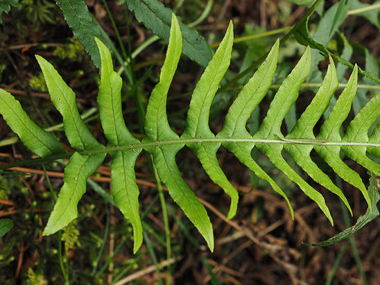 Polypodium scouleri