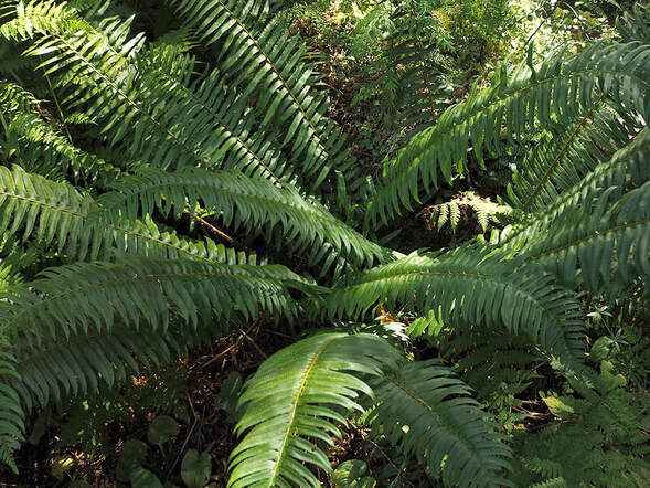 Polystichum munitum (Sword fern)