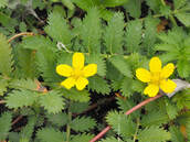 Potentilla anserina ssp. pacifica