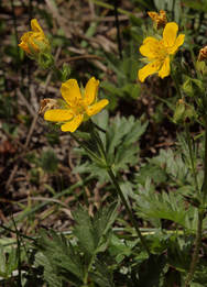 Potentilla drummondii