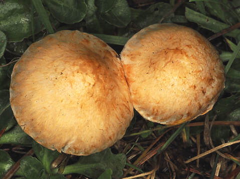 Psathyrella candolleana