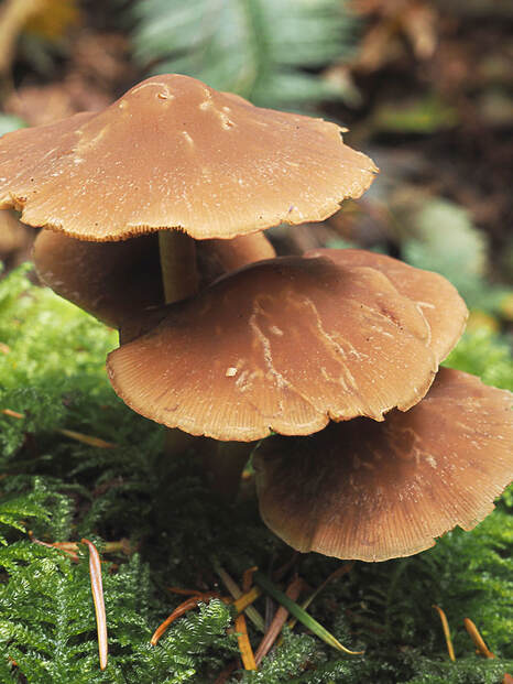 Psathyrella piluliformis (Common stump brittlestem