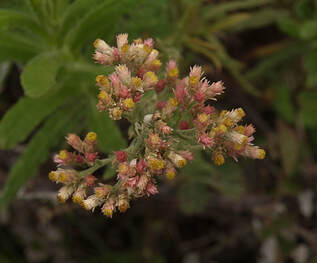 Pseudognaphalium californicum