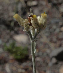 Pseudognaphalium microcephalum