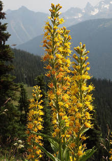Rainiera stricta