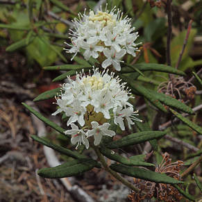Rhododendron groenlandicum