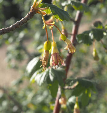 Ribes divaricatum var. divaricatum (Coast black gooseberry)