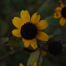 Rudbeckia triloba