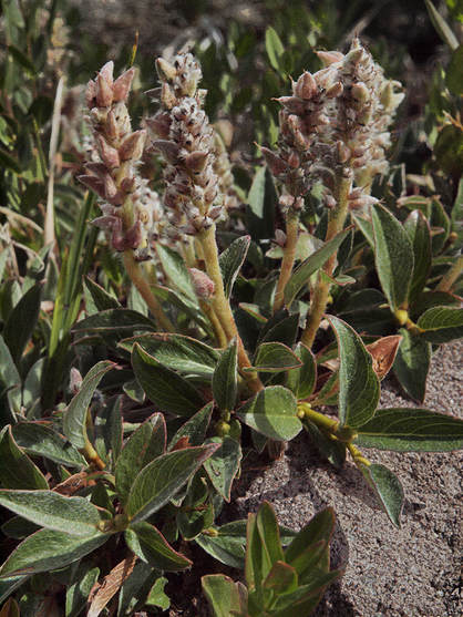Salix cascadensis