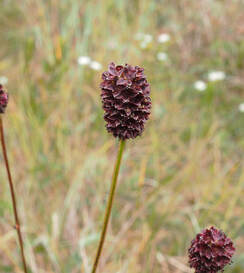 Sanguisorba officinalis (Garden burnet)