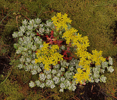 Sedum spathulifolium