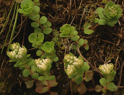 Sedum ternatum