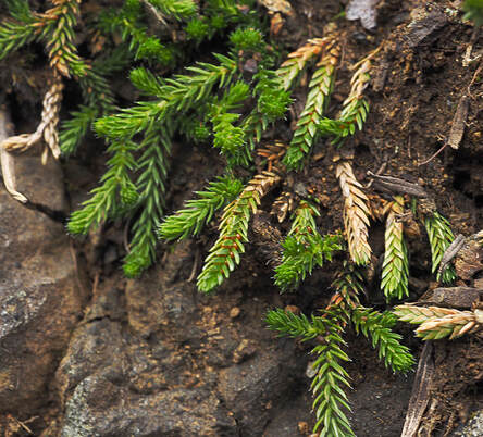 Selaginella wallacei (Wallace's spikemoss) 