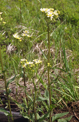 Senecio integerrimus var. ochroleucus