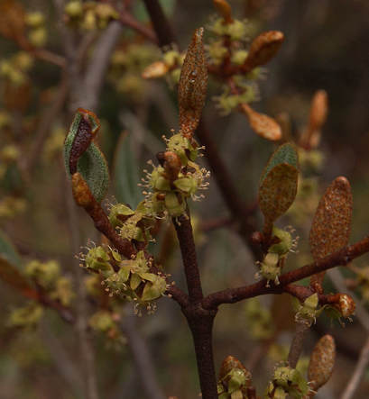 Shepherdia canadensis