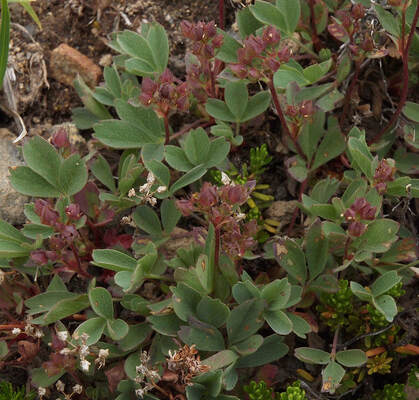 Sibbaldia procumbens