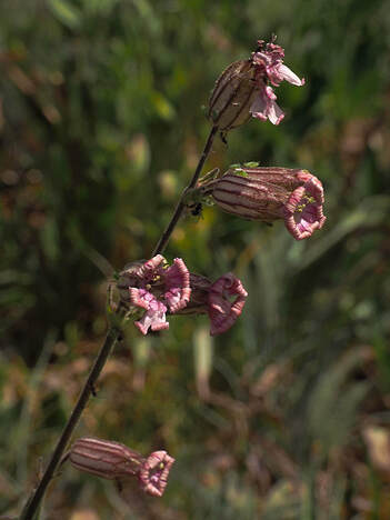 Silene douglasii var. douglasii 