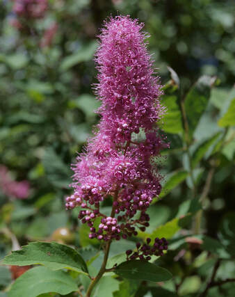 Spiraea douglasii var. menziesii
