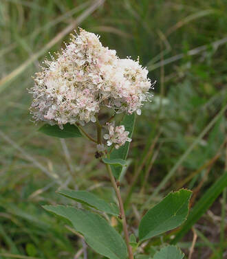 Spiraea x pyramidata
