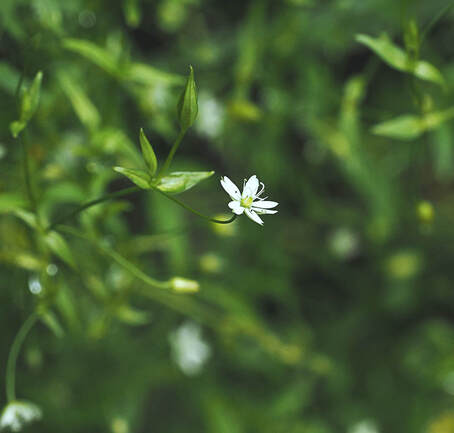 Stellaria borealis ssp. sitchana (Crisped starwort)