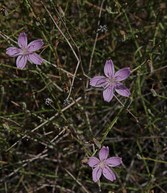 Stephanomeria minor var. minor
