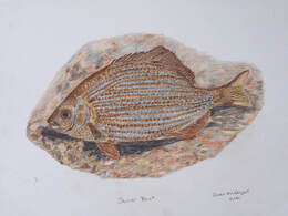 Striped Perch (Embiotoca lateralis)