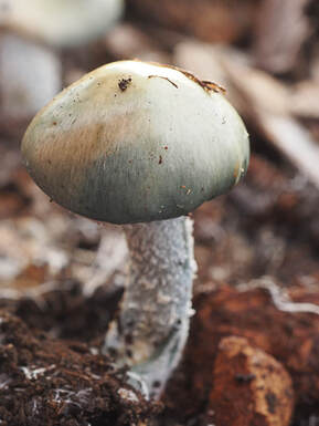Stropharia aeruginosa (Verdigris Roundhead) 