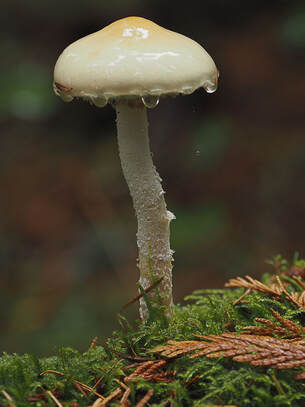 Stropharia ambigua (Questionable Stropharia)