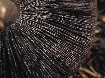 Stropharia hornemanii (Luxuriant ringstalk)