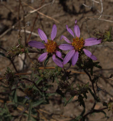 Symphyotrichum ericoides