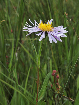 Symphyotrichum foliaceum var. parryi