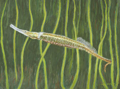Bay Pipefish (Synganthus leptorhyncus)