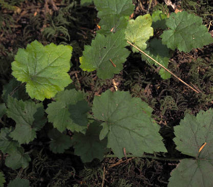 Tolmiea menziesii
