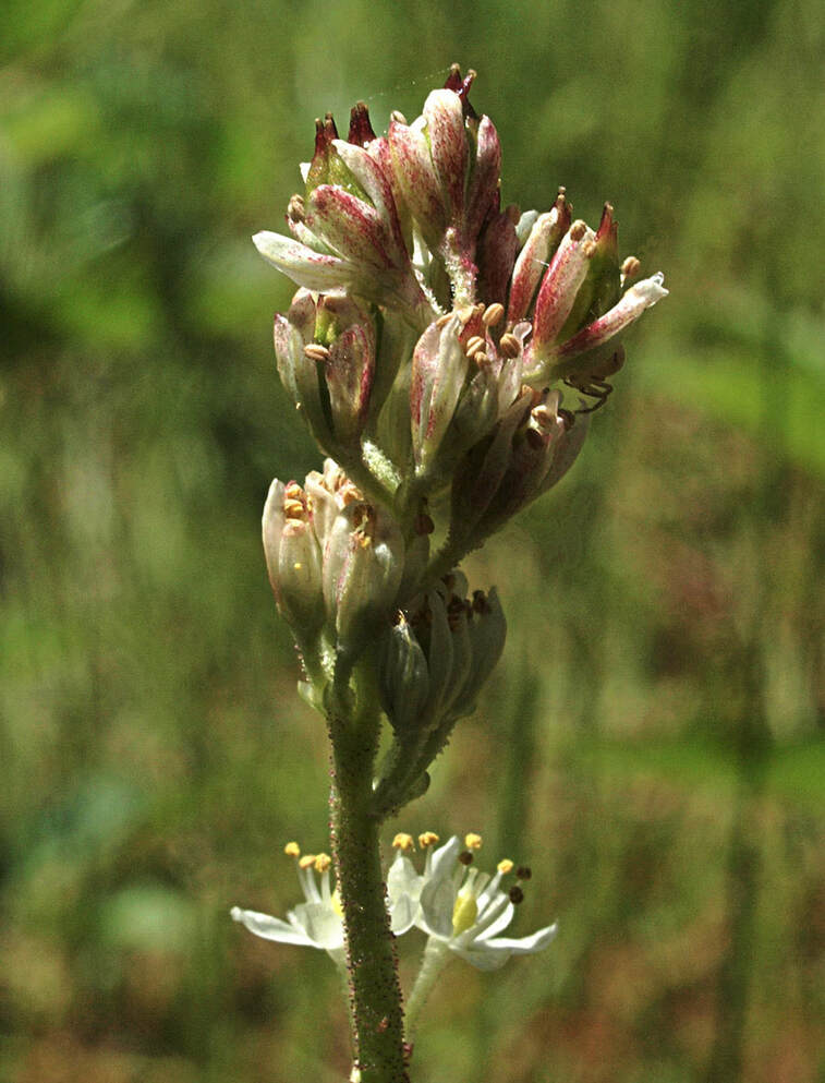 Triantha occidentalis ssp. brevistyla