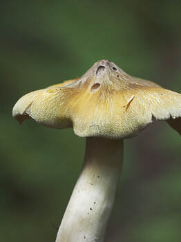 Tricholoma saponaceum (Soapy tricholoma)