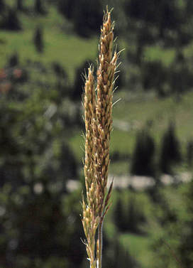 Trisetum spicatum