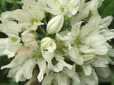 Triteleia hyacinthina