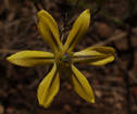 Triteleia ixioides var. analina