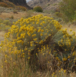 Ericameria nauseosa