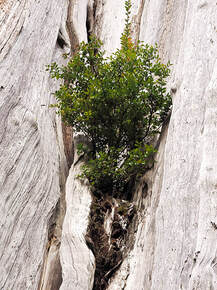 Vaccinium ovatum (Evergreen huckleberry)